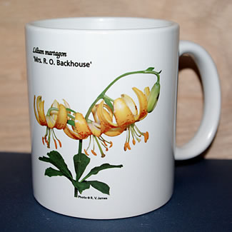 mug DS-095 Lilium martagon Backhouse 6598.jpg